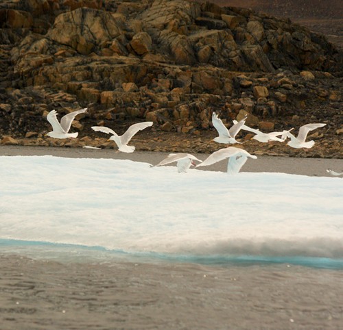 Fulmars flying over Howe Harbour © SW